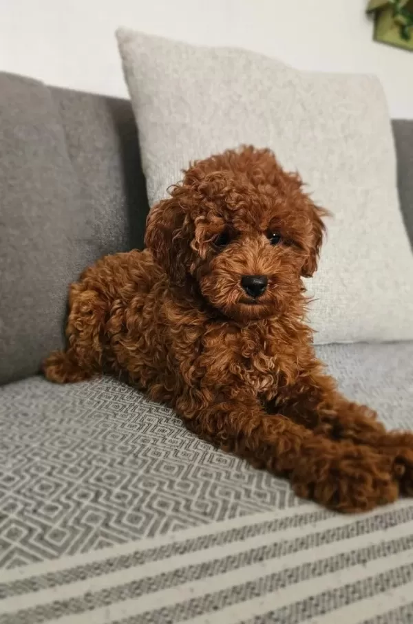 Kızıl Kahverengi Kore Kan Aileden Toy Poodle