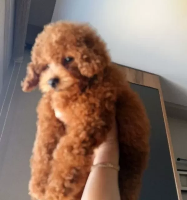 Korekan Teacup Güzeller Güzeli Kızım
