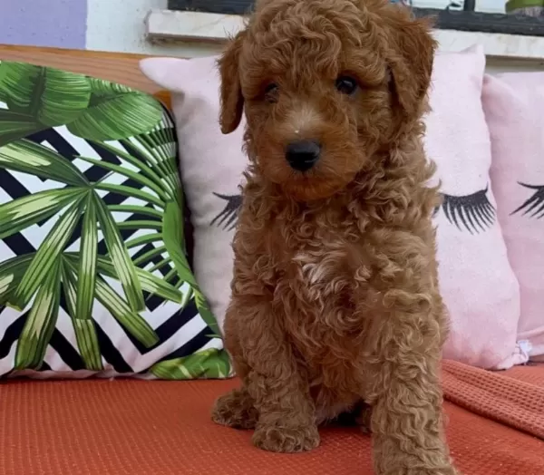 Red Cep Boy Toy Poodle Yavrularımız