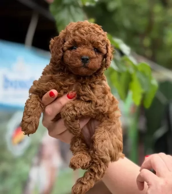 Mi Cro Teacup Kivir Kivir Küt Burun Kore Toy Poodle