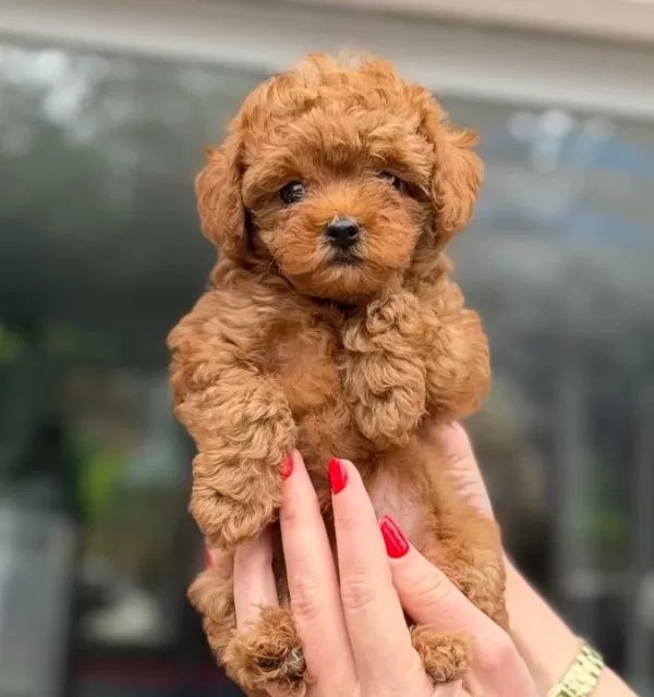 Kore Toy Poodle Mi Cro Teacup