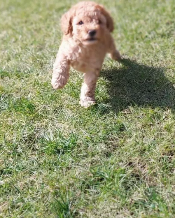 Akkuş Üreti M Çi Ftli Ği Nden Red Brown Toy Poodle Yavrular