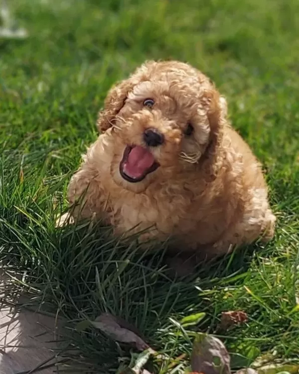 Akkuş Üreti M Çi Ftli Ği Nden Red Brown Toy Poodle Yavrular