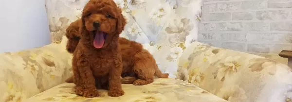 Akkuş Üreti M Çi Ftli Ği Nden Red Brown Toy Poodle Yavrular