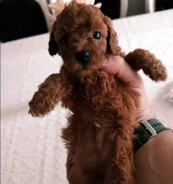 Poodle Yavrularımız