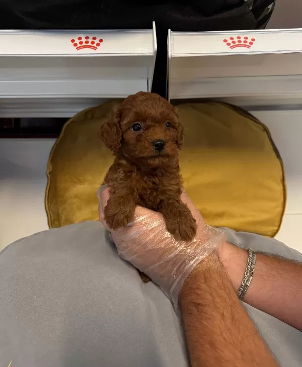Gerçek Red Browne Toy Poodle Yavrularimiz