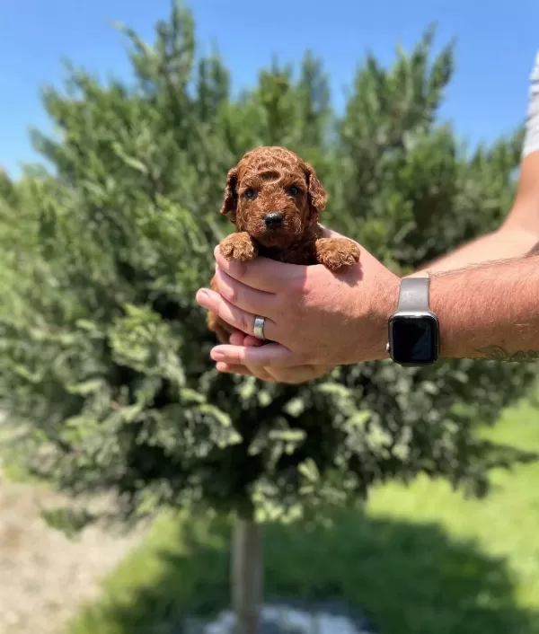 Tea Cup Red Browne Poodle Yavrularimiz