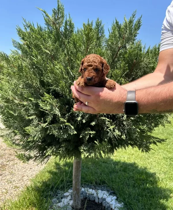Tea Cup Red Browne Poodle Yavrularimiz
