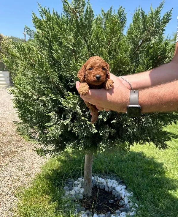 Tea Cup Red Browne Poodle Yavrularimiz