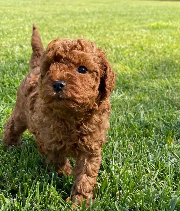 Türki Yeni N En Özel Poodle Yavrulari Si Zleri Bekli Yor