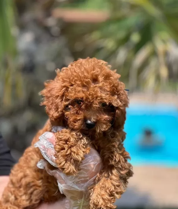 Tea Cup Red Brown Toy Poodle Yavruları