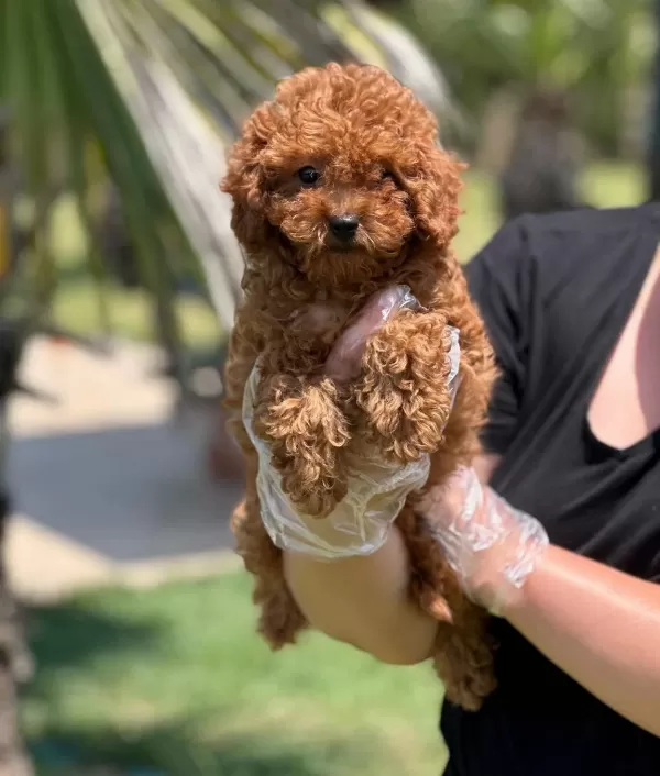 Tea Cup Red Brown Toy Poodle Yavruları