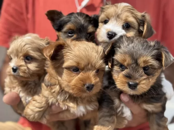 Show Kalite Tea Cup Morkie Yavrularımız
