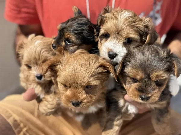 Show Kalite Tea Cup Morkie Yavrularımız