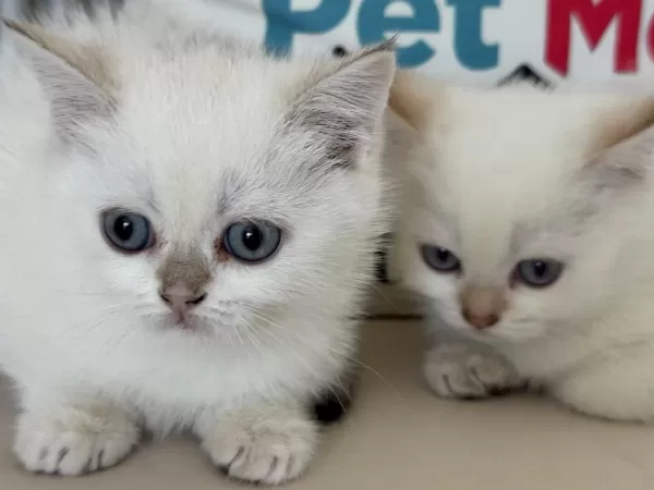 Yasal Ruhsatlı Çifrlikde Ziyarete Açık British Shorthair