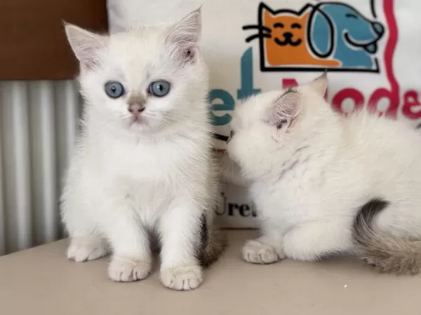 Yasal Ruhsatlı Çifrlikde Ziyarete Açık British Shorthair