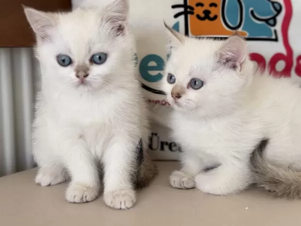 Yasal Ruhsatlı Çifrlikde Ziyarete Açık British Shorthair