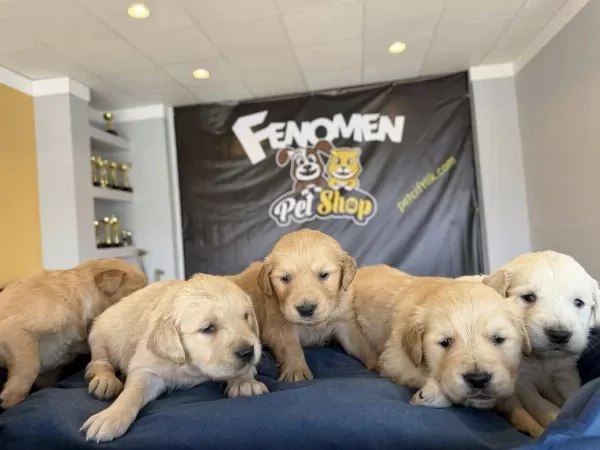 Gerçek Golden Retriewer Yavrulari Ankara Mağaza