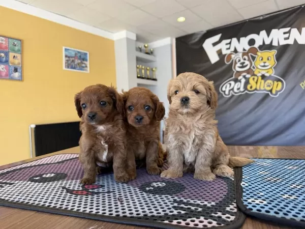 Türkiyenin En Güzel Maltipoo Yavrulari Renk Renk Ankara