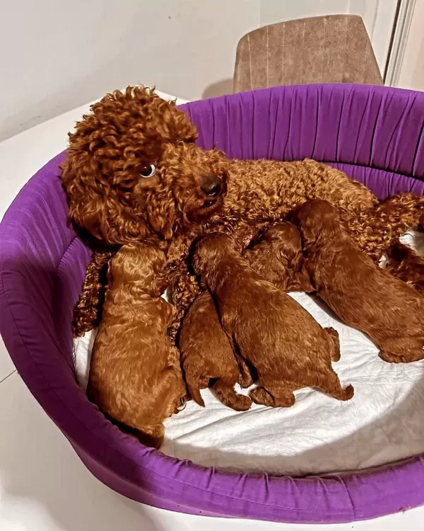 Shoooowwww Kalite Toy Poodle Yavrular Ankara Mağazamızda