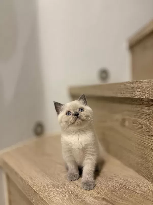 British Shorthair Blue Point Yavrularim
