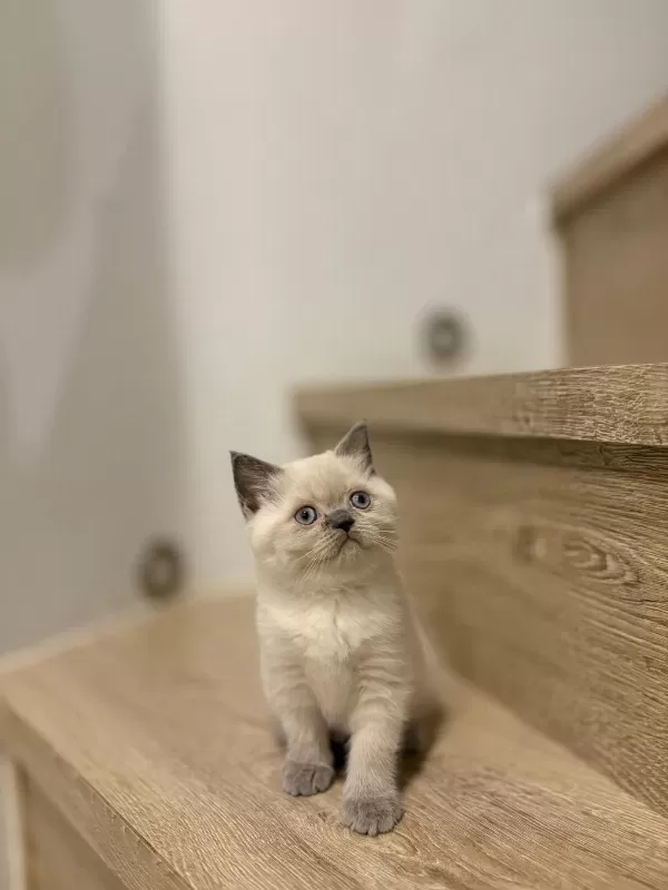 British Shorthair Blue Point Yavrularim