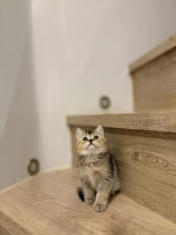 British Shorthair Golden Yavrularim