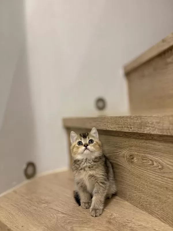 British Shorthair Golden Yavrularim
