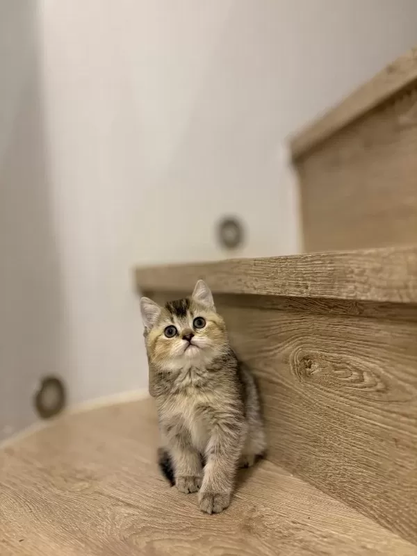 British Shorthair Golden Yavrularim