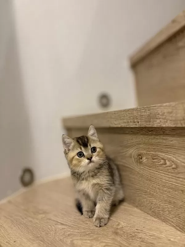 British Shorthair Golden Yavrularim