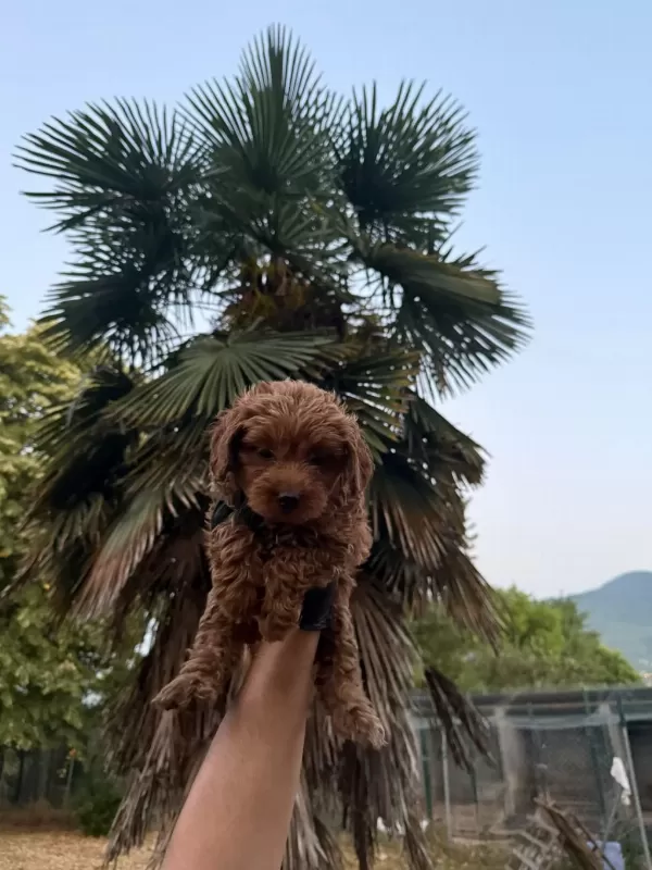 Harika Maltipoo Dişi