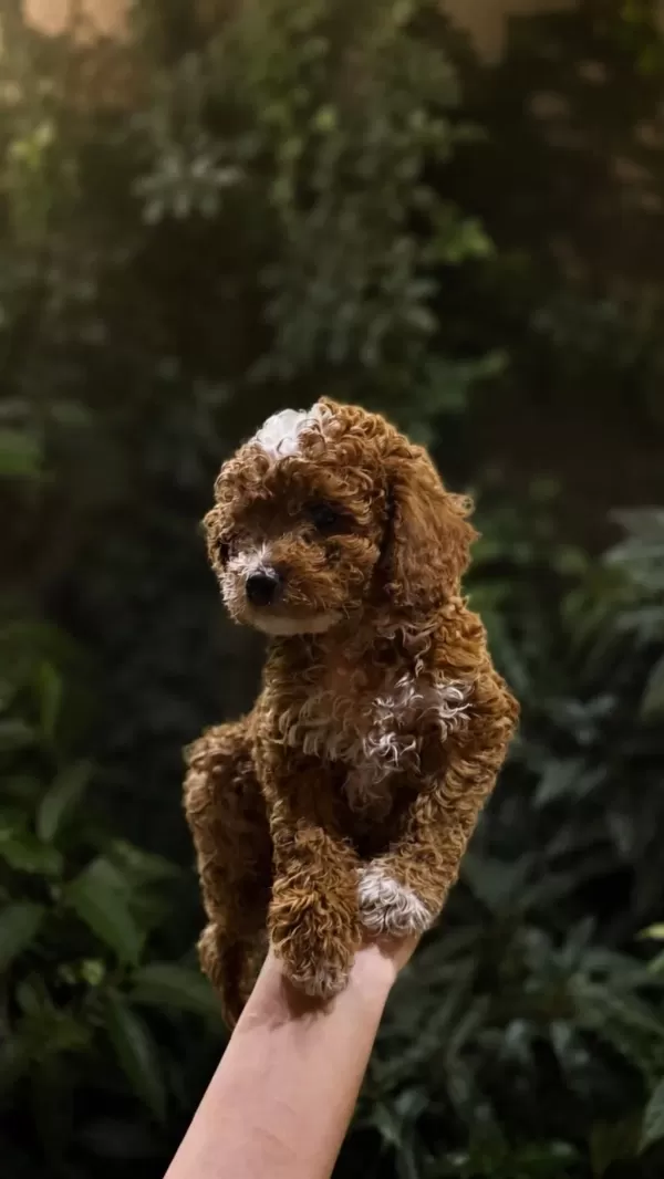 Toypoodle Dişi/erkek