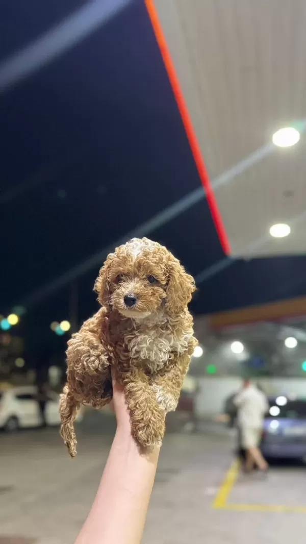 Toypoodle Dişi/erkek