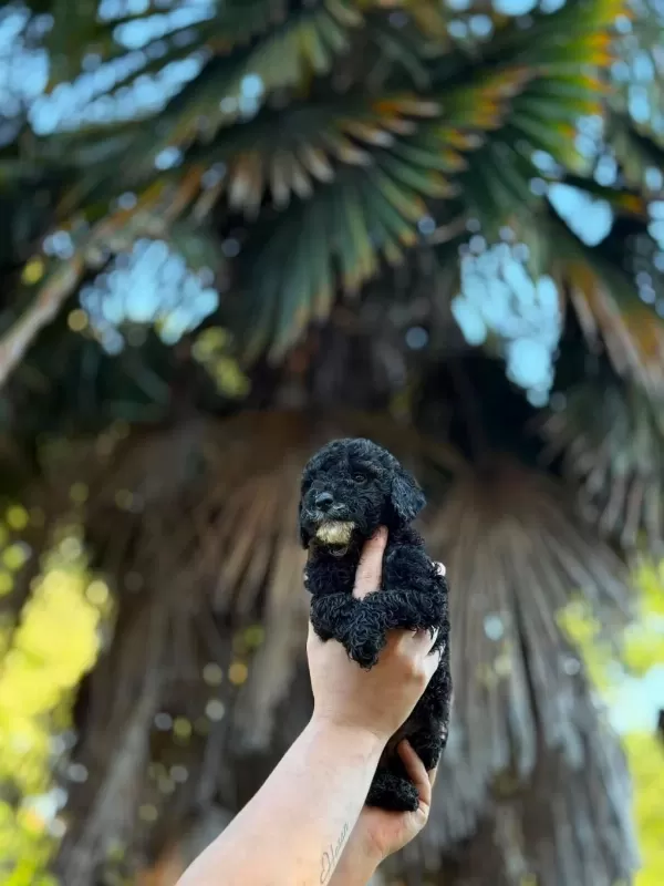 Toypoodle Dişi/erkek