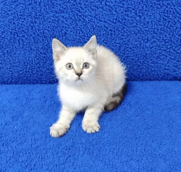 Lynx Point Ponçik Yeni Yuvalarina Gitmeye Hazir