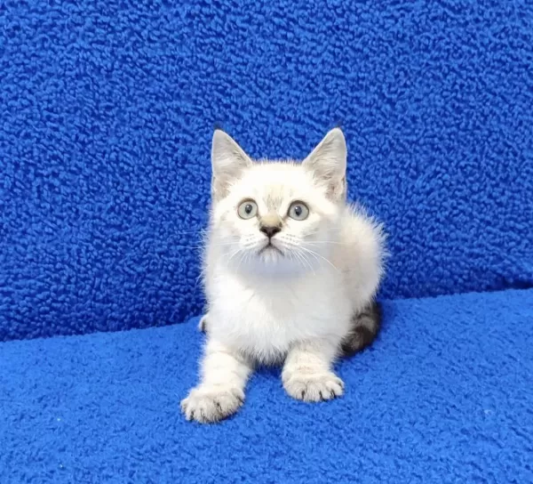 Lynx Point Ponçik Yeni Yuvalarina Gitmeye Hazir