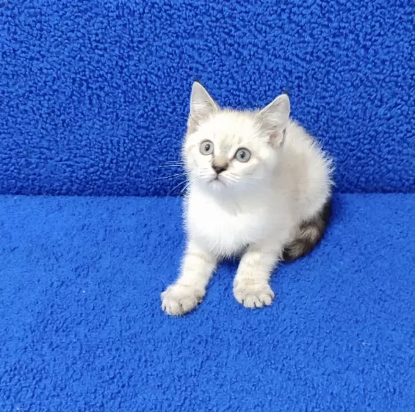 Lynx Point Ponçik Yeni Yuvalarina Gitmeye Hazir