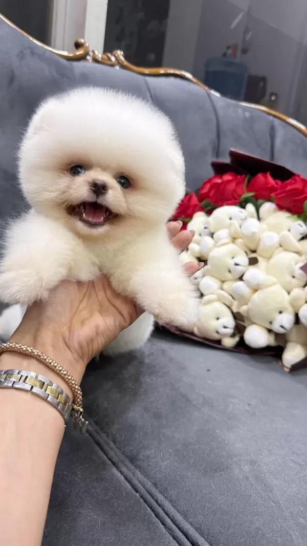 Orjinal Pomeranian Boo