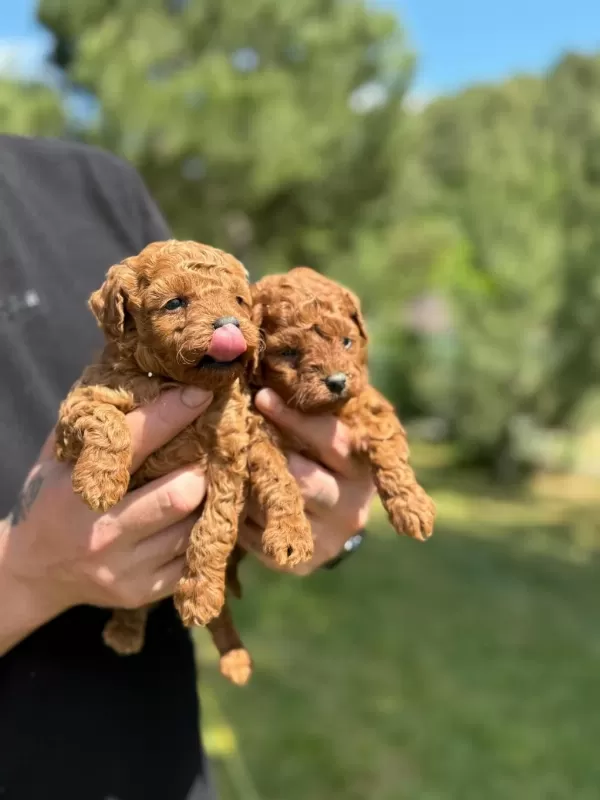 Tea Cup Poodle Yavrular