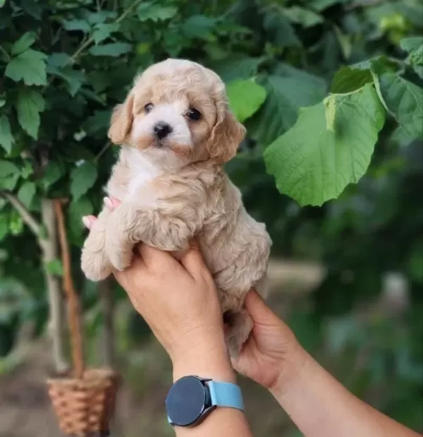 Maltipoo Yavrularimiz
