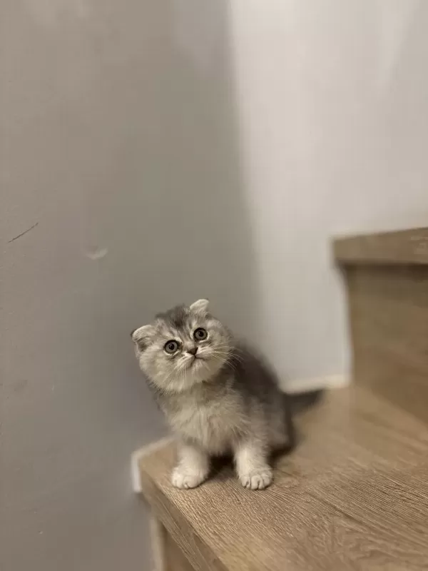 Scottish Fold Yavrular