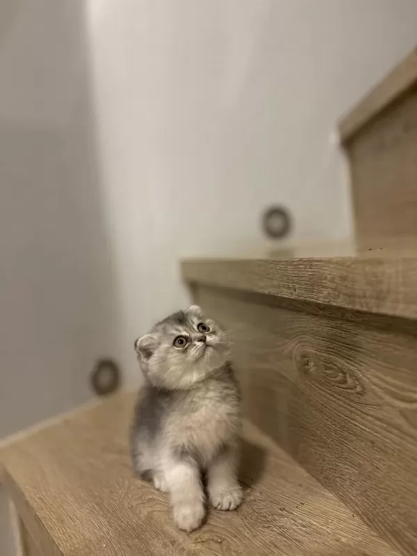 Scottish Fold Yavrular