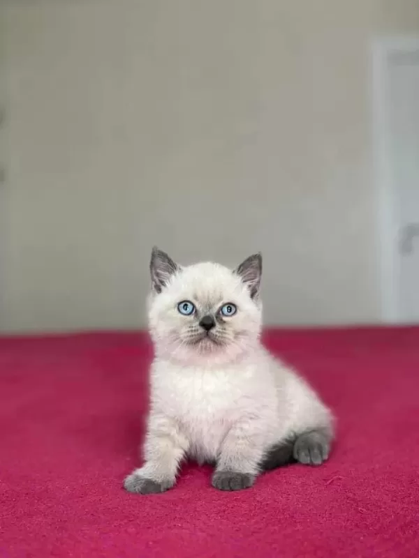 British Shorthair Yavrular