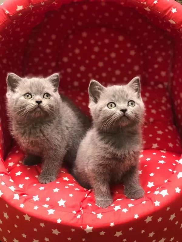 British Shorthair Gri Yavrularim