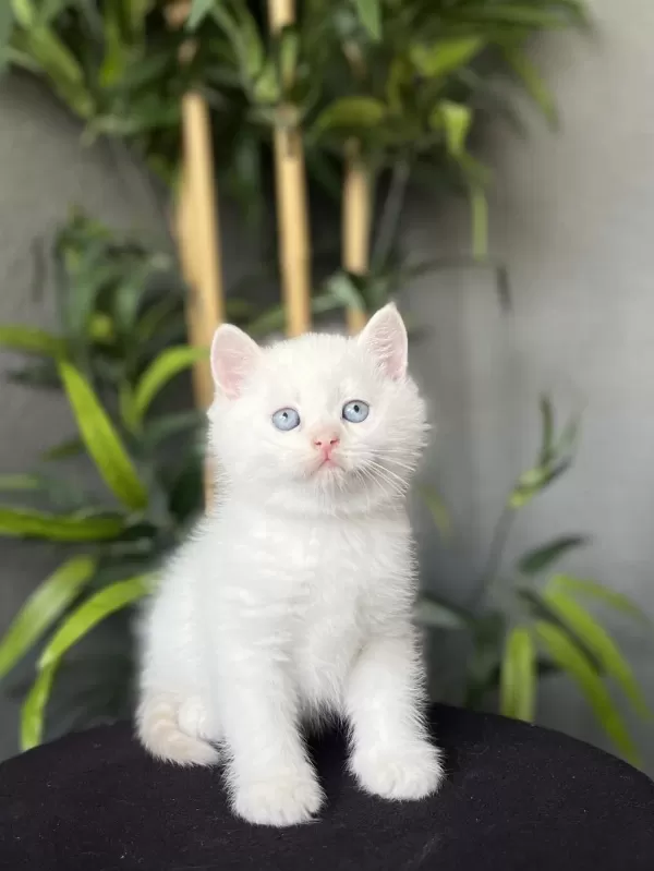 Bursanin En Seçkin British Shorthair Yavrularim