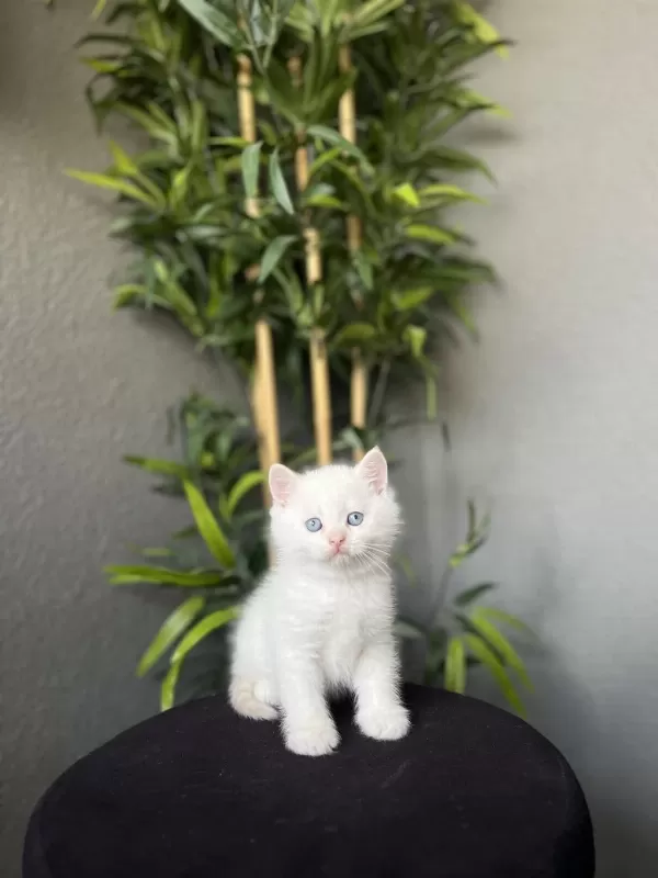 Bursanin En Seçkin British Shorthair Yavrularim