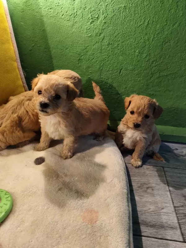 Orjinal Maltipoo Yavrular