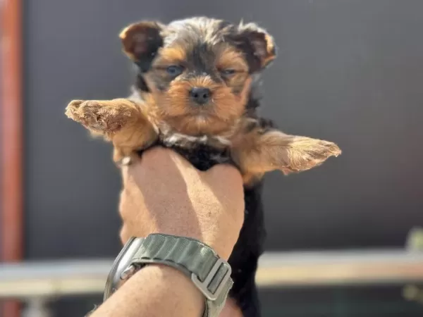 Petmode Köpek Çiftliğinden Tea Cup Yorkshire