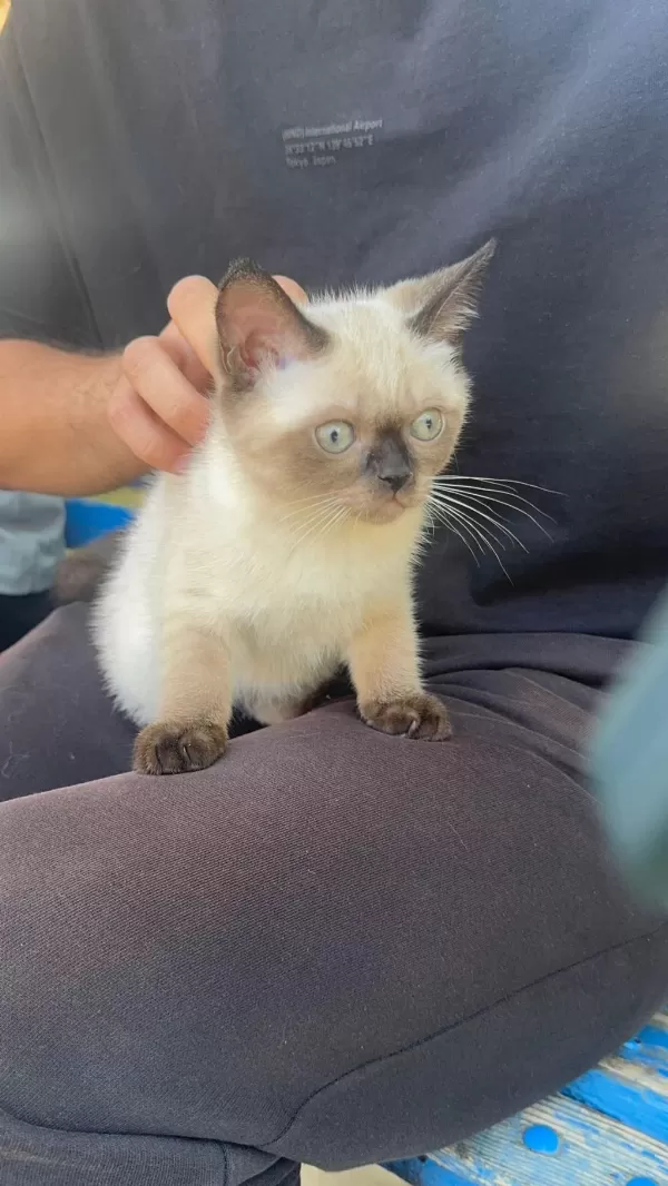 Sağlıklı Siyam Kedisi Bebek