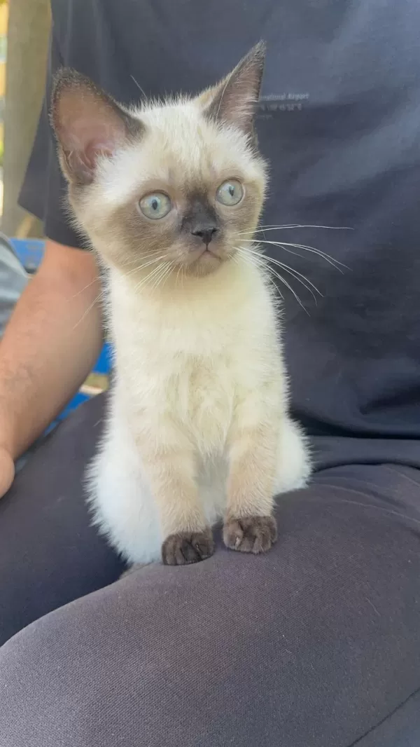 Sağlıklı Siyam Kedisi Bebek